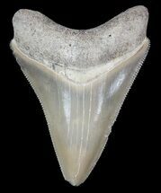 Beautiful, Megalodon Tooth - Bone Valley, Florida #51037
