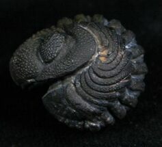 Very Detailed Enrolled Phacops Trilobite #4743