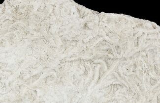 Polished Fossil Brittle Star Mortality Slab - California #56141