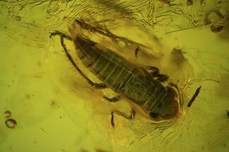 Detailed Fossil Cicada & Auchenorryncha In Baltic Amber #58034