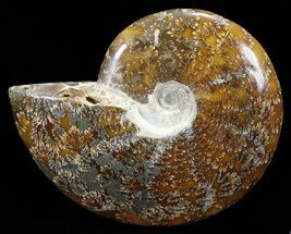 Polished, Agatized Ammonite (Cleoniceras) with Pyrite #60756