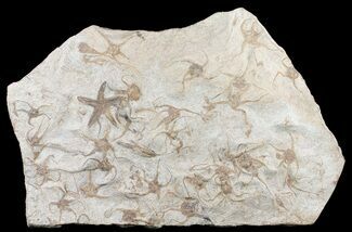 Ordovician Brittle Star & Crinoid Plate #61217