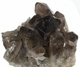 Dark Smoky Quartz Cluster - Large Crystals (Special Price) #61498