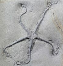 Jurassic Brittle Star (Palaeocoma) From Lyme Regis - Huge! #62700