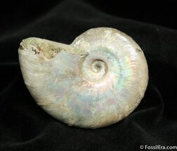 Inch Silver Iridescent Ammonite Fossil #739