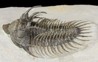 Large, Spiny Comura Trilobite - Clearance Priced #65823
