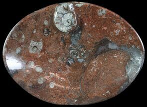 Oval Orthoceras & Goniatite Fossil Plate #64849