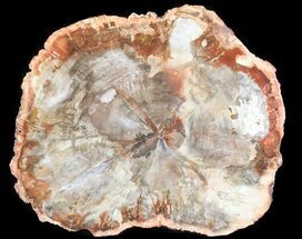 Colorful Petrified Wood Round (Top Quality) - Madagascar #66179