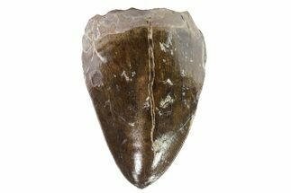 Excellent Phytosaur (Machaeroprosopus) Tooth - Arizona #66406