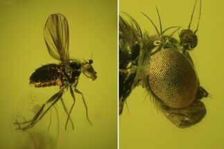 Exceptional Fossil Dance Fly (Empididae) In Baltic Amber #69271