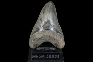 Serrated, Lower Megalodon Tooth - Georgia #69764