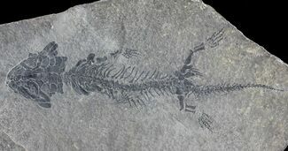 Discosauriscus (Early Permian Reptiliomorph) #70510