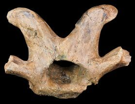 Edmontosaurus Cervical Vertebrae Process #71693