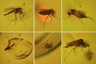 Five Fossil Flies (Diptera) And A Mite (Acari) In Baltic Amber #73383