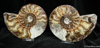 Inch Split And Polished Madagascar Ammonite #874