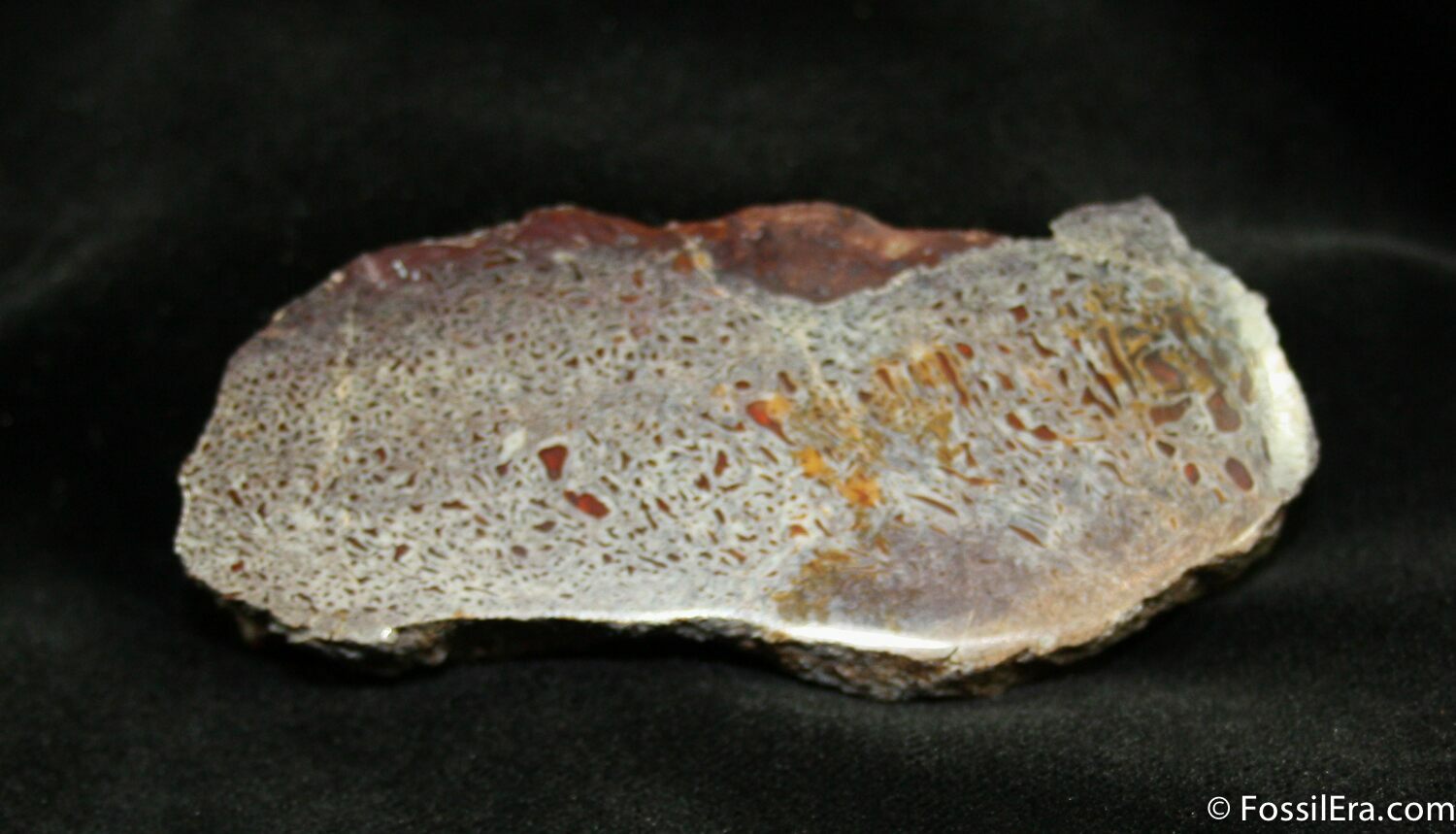 polished dinosaur bone