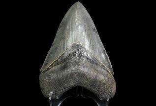 Serrated, Megalodon Tooth - Excellent Specimen #74597