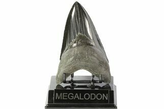 Collector Quality, Lower Megalodon Tooth - Georgia #72803