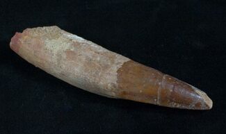 Fully Rooted Spinosaurus Tooth - Rare Find #5928