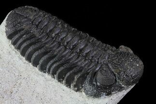 Bumpy Morocops Trilobite With Nice Eye Facets #79848