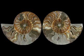 Cut & Polished Ammonite Fossil - Agatized Fossil #85333