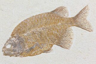 Uncommon Phareodus Fish Fossil - Visible Teeth #85526