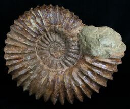 Wide Mantelliceras Ammonite - Very Heavy #6404