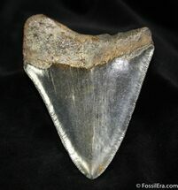 Nice Georgia Inch Megalodon Tooth #1033