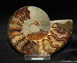 Beautiful Inch Cut Ammonite (Half) #1071