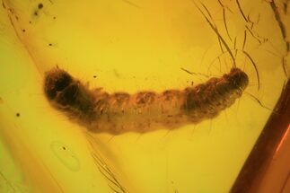 Fossil Butterfly (Lepidoptera) Larva In Baltic Amber #93984