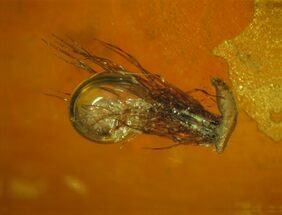 Unidentified Larva With Oak Hair In Baltic Amber #94067