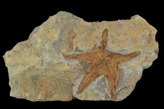 Ordovician Starfish (Petraster?) With Trilobite Tail - Morocco #94330