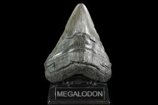 Fossil Megalodon Tooth - Thick Root #95306