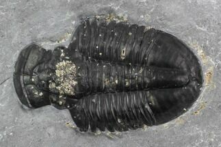 Asaphiscus Trilobite Molt With Pyrite - Wheeler Shale, Utah #97178
