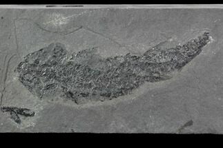 Devonian Lobed-Fin Fish (Osteolepis) - Scotland #98044