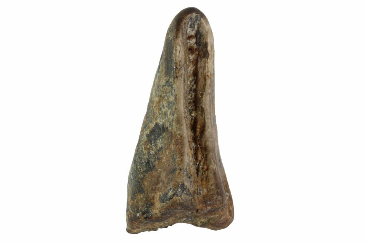 Bargain 85 Weathered Triceratops Tooth Montana 98350 For Sale