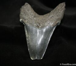 Huge Angustiden Fossil Shark Tooth - Inches #1189