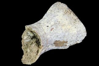 Partial Phytosaur Toe Bone - Arizona #102461