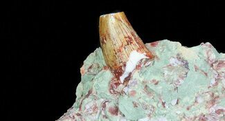 Partial Phytosaur (Redondasaurus) Tooth In Sandstone - New Mexico #70483