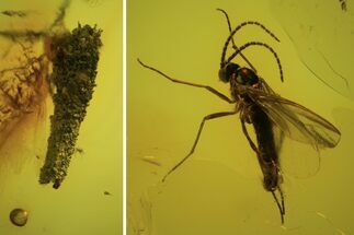 Detailed Fossil Fly (Sciaridae) & Butterfly Caddis In Baltic Amber #102803
