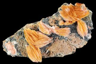 Pink and Orange Bladed Barite Flowers On Galena #103700