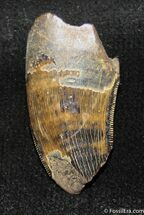 Inch Partial Tyrannosaurid Tooth, T-Rex #1249
