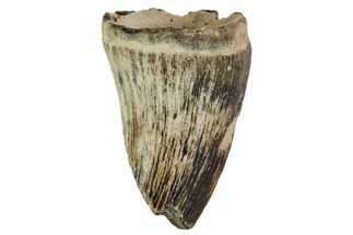 Mosasaur Tooth Fragment- North Sulfur River, Texas #104352