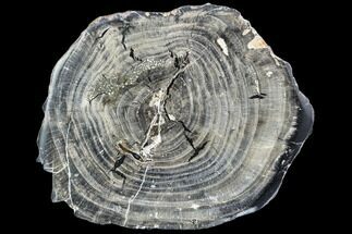 Petrified Wood Round - Tom Miner Basin, Montana #104840