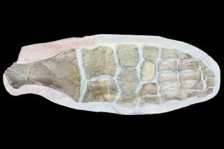 Giant, Fossil Plesiosaur Paddle - Goulmima, Morocco #107318