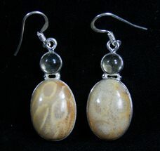 Beautiful Fossil Coral Earrings #7681