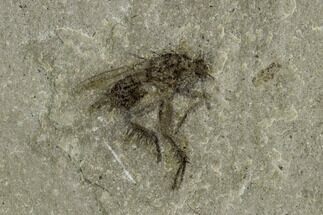 Amazing, Fossil Fly (Diptera)- Green River Formation, Utah #108819