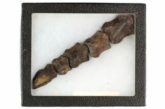 Composite Fossil Theropod Toe #108431