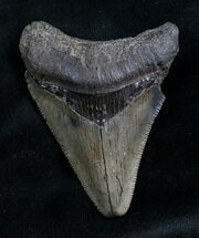 Serrated Megalodon Tooth - Florida #7769