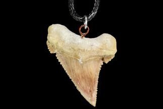 Fossil Shark (Palaeocarcharodon) Tooth Necklace -Morocco #110024